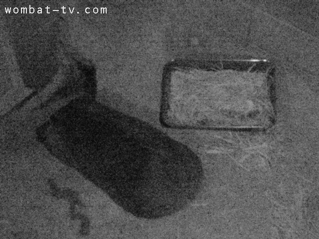 lucywombat5's tweet image. バットが２つあるよ〜。
2021/7
#ウォンバット　#五月山動物園