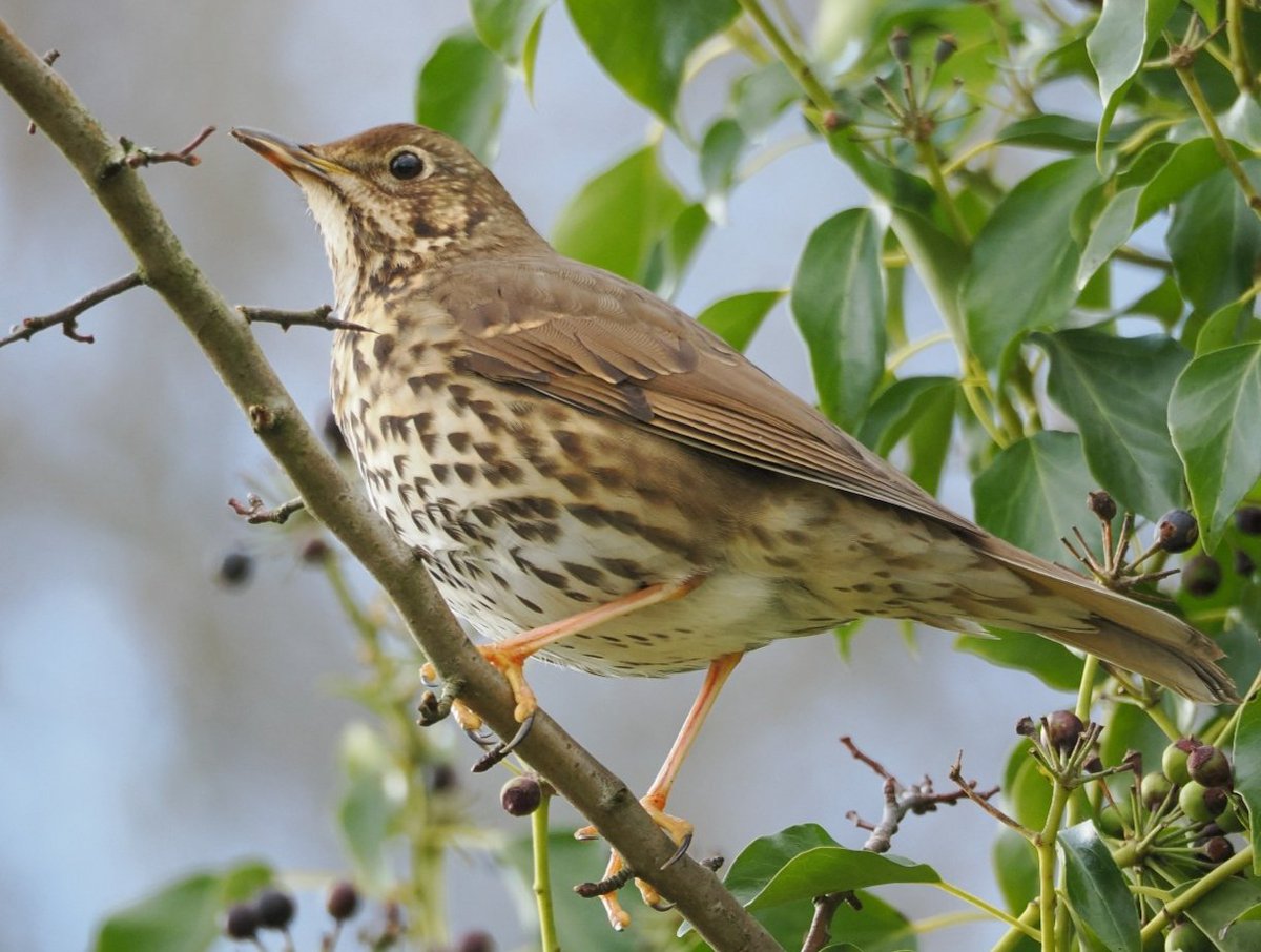 Tree_Folklore's tweet image. In Ireland fairies delight in the song of the Thrush 🎶✨ 

The wee folk encourage the Thrush to build its nest low in the branches so that they may best hear it&apos;s music 🪺🎵

When a Thrush builds it&apos;s nest high up in a tree it is a sure sign that the fairies have been angered…