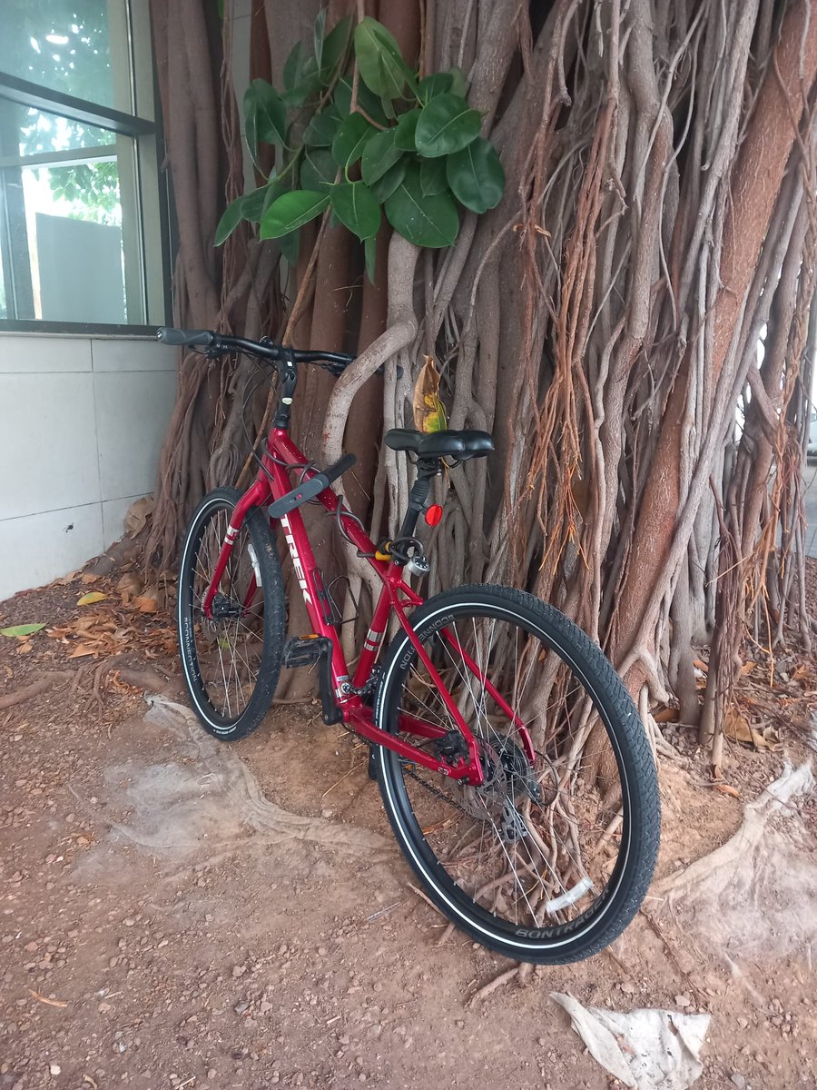 arbopalm's tweet image. Me gustan los árboles y las bicis pero...no es lugar, ni forma de aparcar la bici. Ni buena idea.
#treeride
#arbolesMonumentales