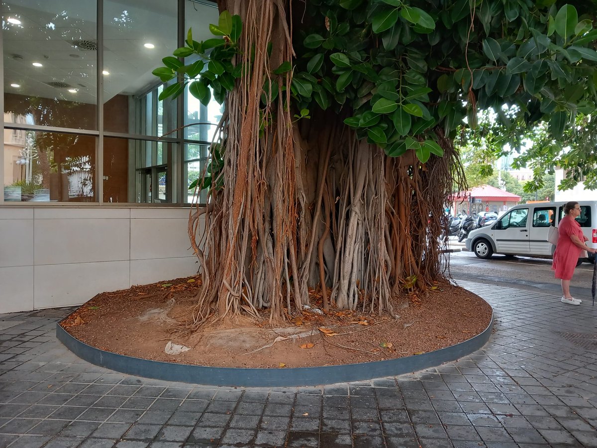 arbopalm's tweet image. Me gustan los árboles y las bicis pero...no es lugar, ni forma de aparcar la bici. Ni buena idea.
#treeride
#arbolesMonumentales