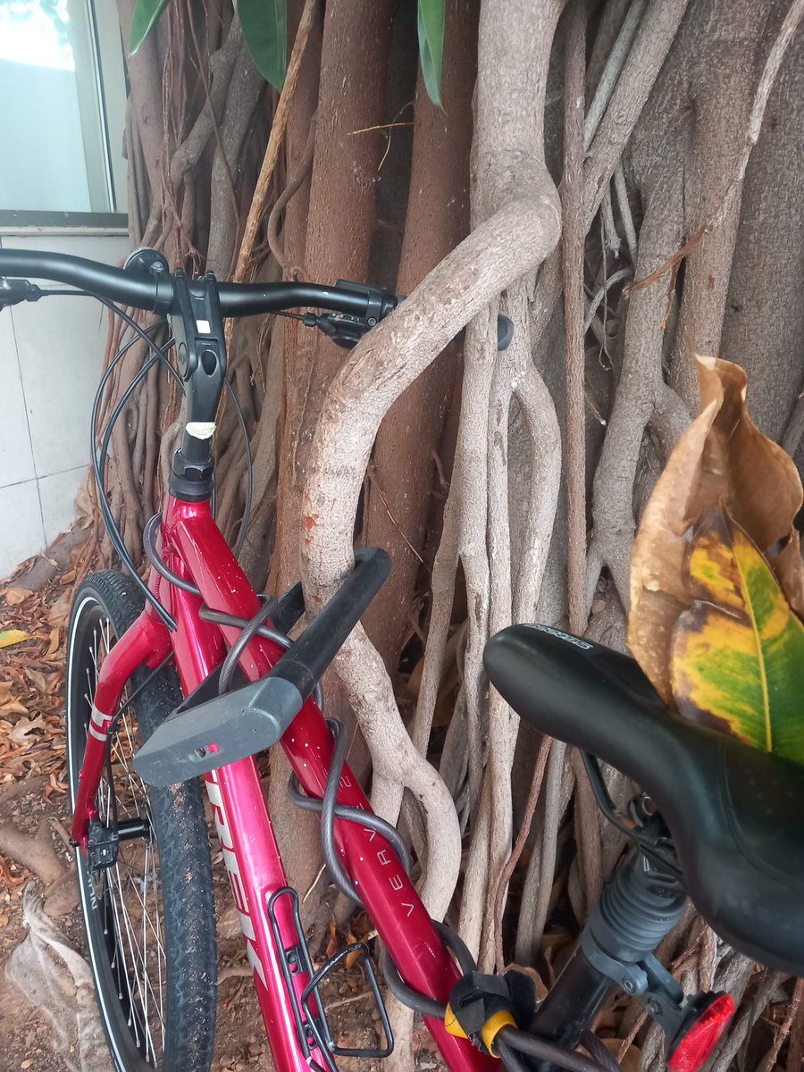 arbopalm's tweet image. Me gustan los árboles y las bicis pero...no es lugar, ni forma de aparcar la bici. Ni buena idea.
#treeride
#arbolesMonumentales