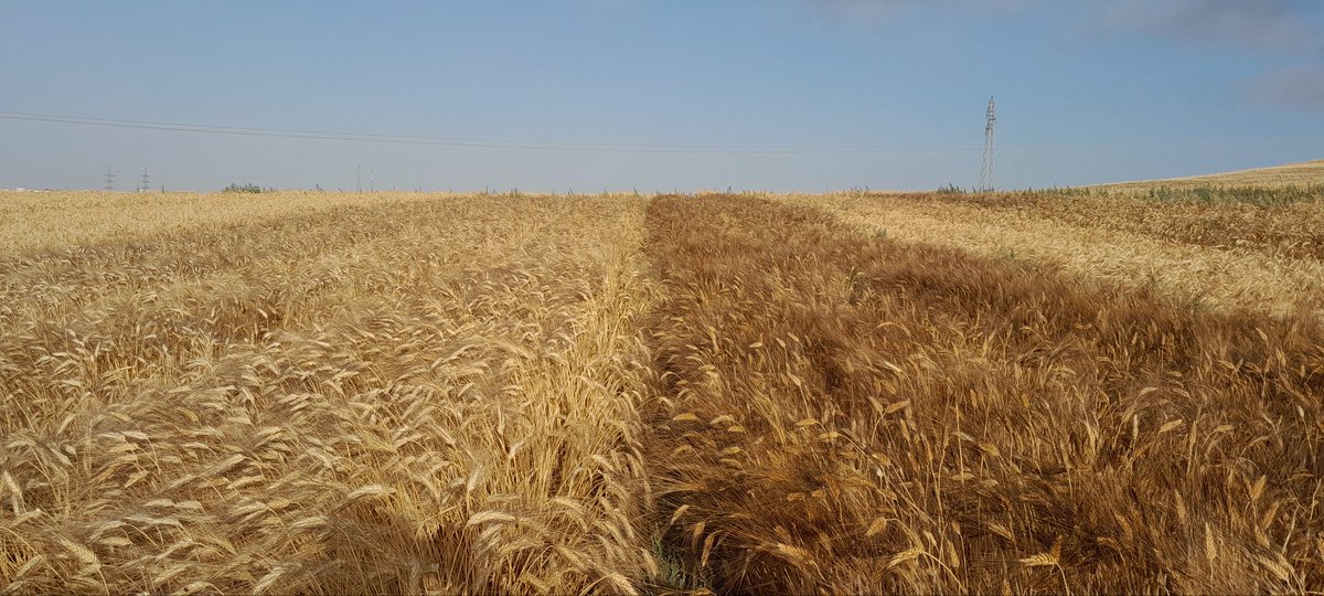 two sister lines of durum <a href="/wheat/">JUANITA Claus</a> that have good yield and good resistance to cold and @drought, but the color of the ear is different #ITGC_Setif