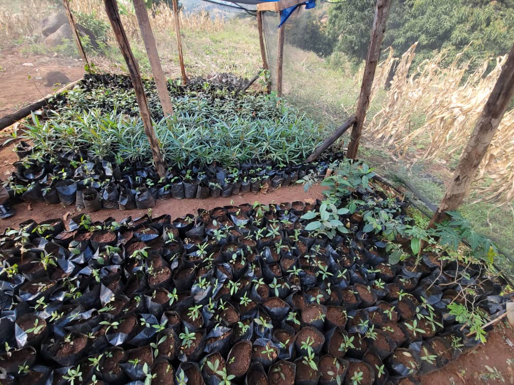 🌱💚 From the flourishing Sunshine Garden to innovative mushroom farming and sustainable cooking practices, this is a space where creativity blossoms and voices are uplifted.
 A community that empowers #youth to thrive, express themselves, and drive meaningful change! 🌟