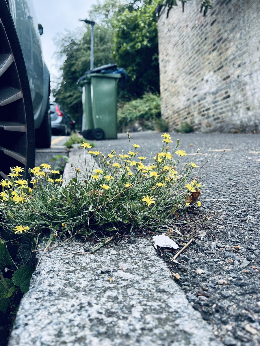 BELLEGREENWICH's tweet image. Out with Hayley weeding on a designated glyphosate-free street. Please do consider participating in the scheme initiated by @GGCN2023. We’re very grateful the Council is supportive and special thanks to the officer involved in the scheme. #LoveYourNeighbourhood.
#BanGlyphosate