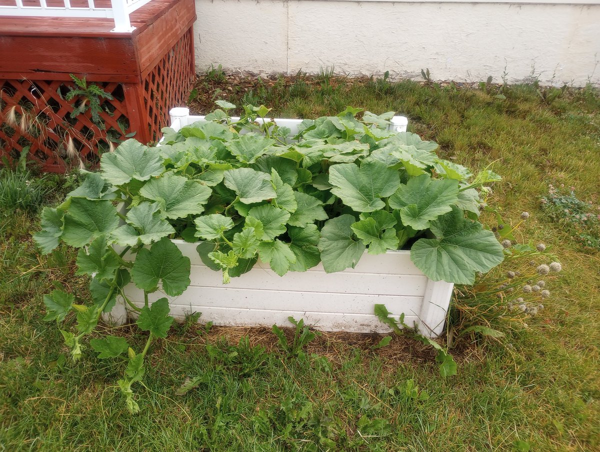 Goreishk's tweet image. A picture of my garden boxes before work 🐻