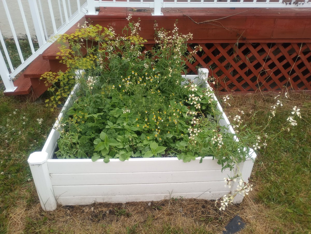 Goreishk's tweet image. A picture of my garden boxes before work 🐻