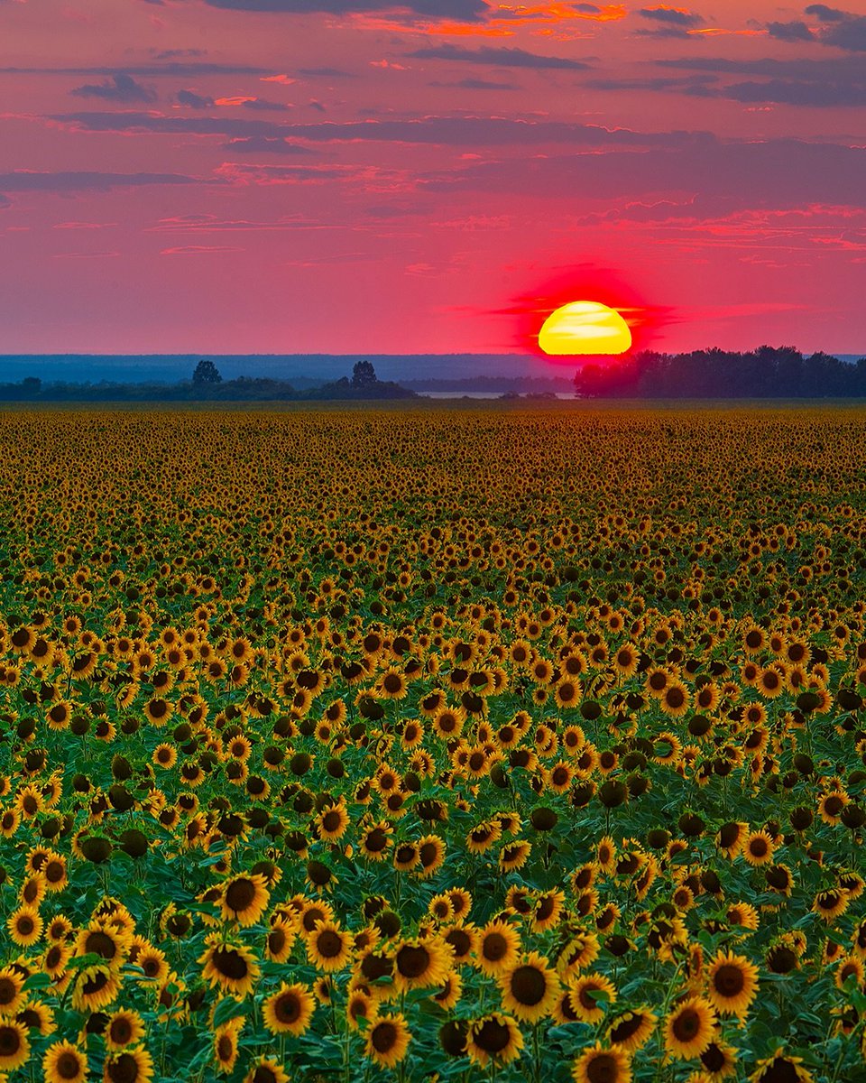 Sunflowers and sunset 🌅🌻🌻
