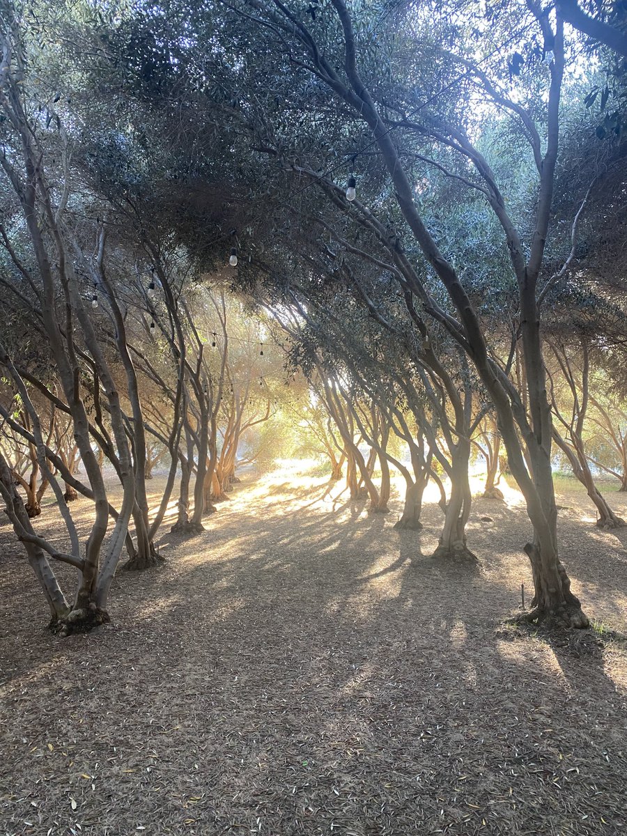 JoshuaRCook's tweet image. Olia Update - July 2025.

Chris is out in Cali this week visiting an incredible olive orchard in Temecula to talk leaf. 🍃❤️ He sent these photos (sporting a great new haircut!).

Earlier in the week, following up on previous engagements, along w/ Ag / Ext. folks at Texas A&amp;amp;M…