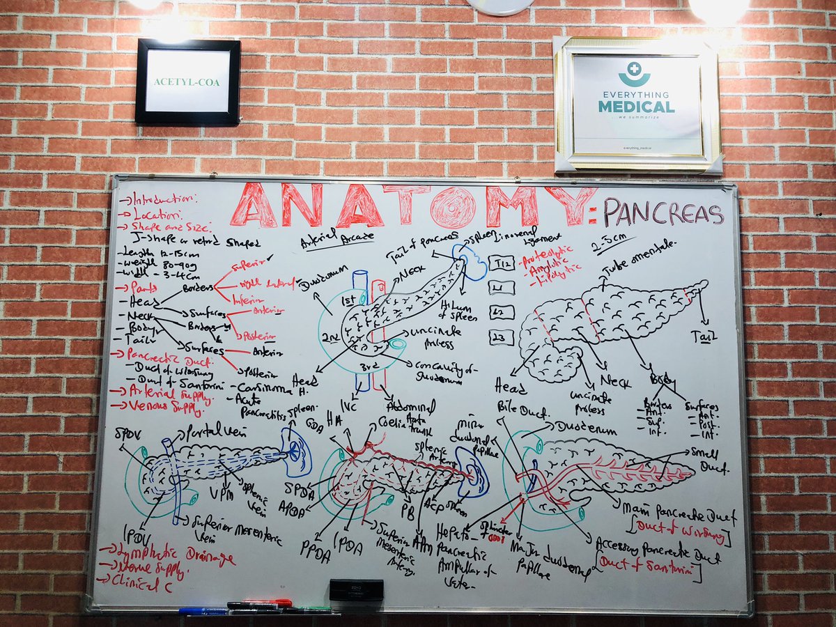 Odu_Ik_Sage_med's tweet image. New video alert ‼️
ANATOMY!!!
Pancreas Demystified.
To all medical and paramedical students, keenly Anticipate!