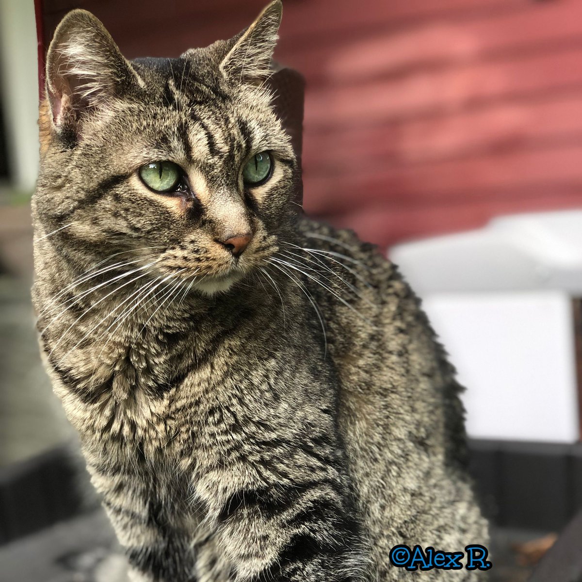 RobynAnderson's tweet image. 🎉 Former foster Maggie (2011) was our second pregnant cat; she cared for her own six (!) kittens as well as 3 additional orphaned kittens once her own kittens were weaned. And here she is now! She is very much loved by her family and doesn't she look beautiful? (Thanks, Alex!)