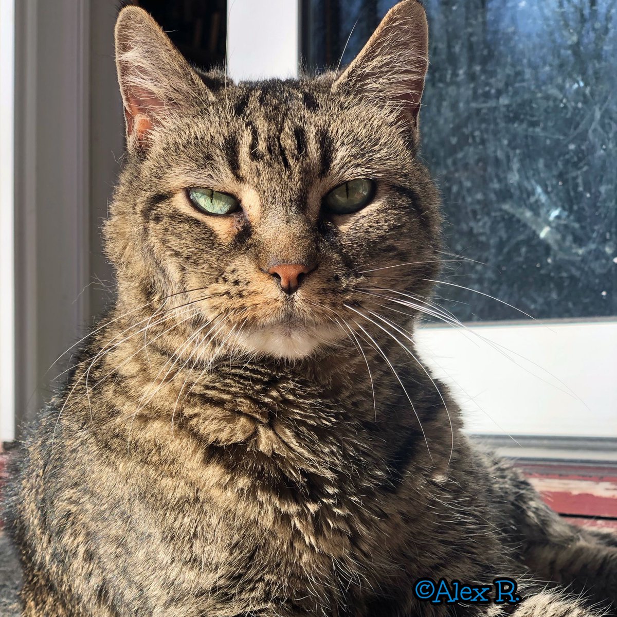 RobynAnderson's tweet image. 🎉 Former foster Maggie (2011) was our second pregnant cat; she cared for her own six (!) kittens as well as 3 additional orphaned kittens once her own kittens were weaned. And here she is now! She is very much loved by her family and doesn't she look beautiful? (Thanks, Alex!)