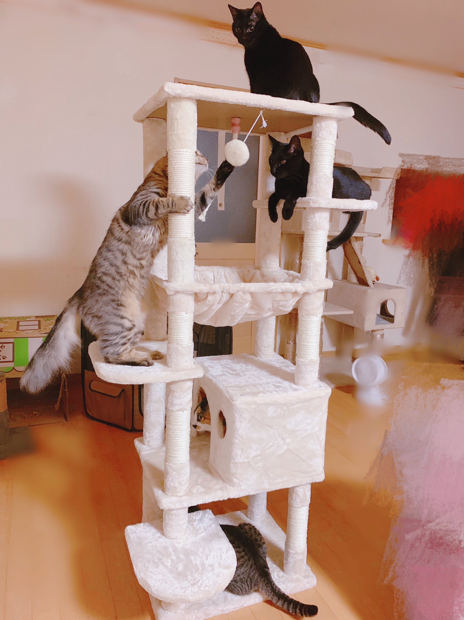 nekko1127@猫飼ってます 　379 Amazon | 猫家族 キャットタワー 木製 滑りにくい板を使用 天空