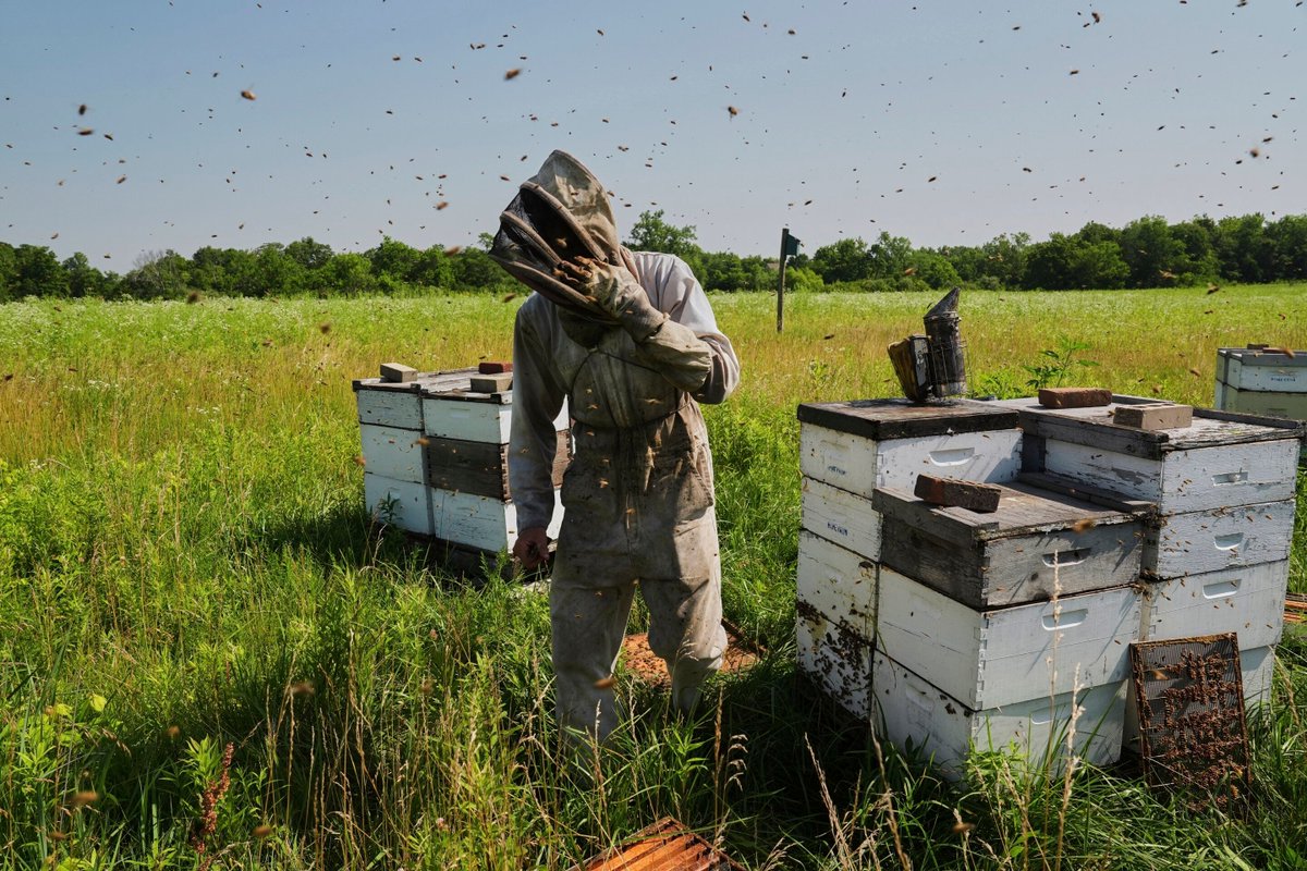 FutureFactual's tweet image. 🔍 Read: Sweat covers Isaac Barnes's face under his beekeeper's veil as he hauls boxes of honeycomb from his hives to his truck. It's a workout in what feels like a sauna as the late-morning June temperatures rise.
phys.org/news/2025-07-b…