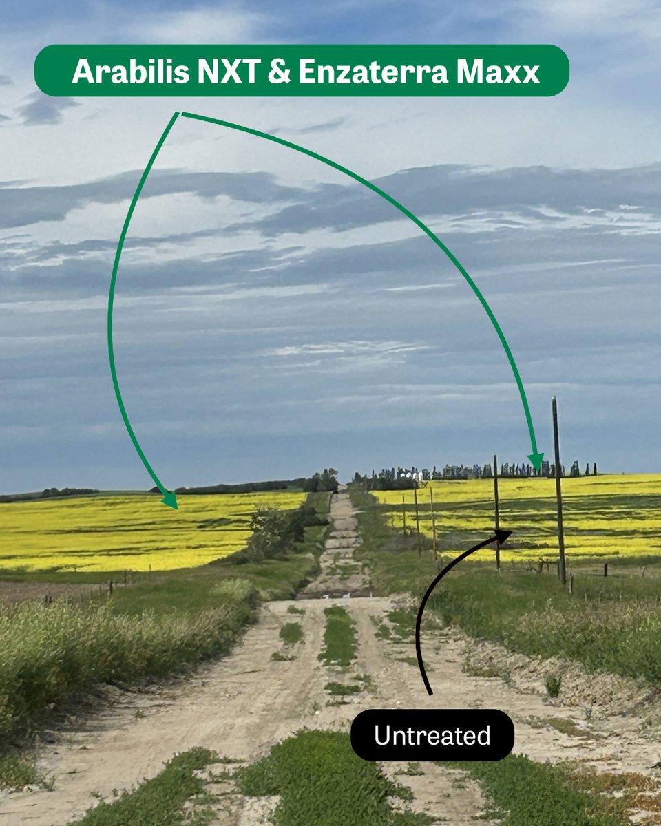 🌱 The two quarters on the left and the top quarter on the right were treated with Arabilis NXT and Enzaterra Maxx.

The bottom right quarter is untreated.