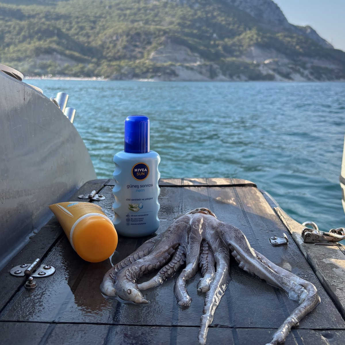 Elit bir tekne tatili yapıcam diip denizde yenilebilecek her canlıya saldırmam🥲