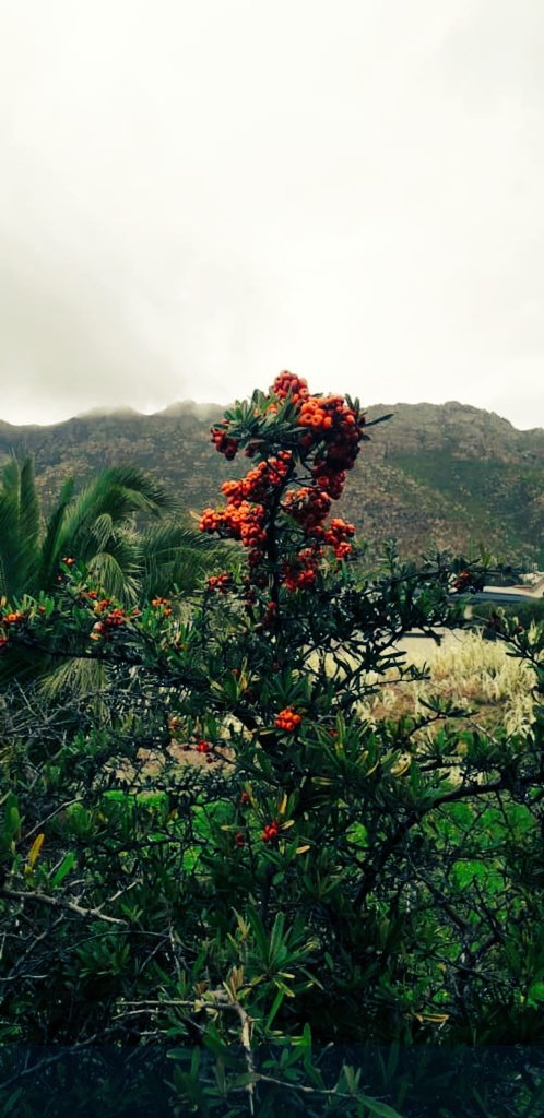 Ivor1B's tweet photo. Cape Town South Africa. Travel and tourism. #ivorb #ivorbphoto #ivorbphoto #ivorbphotography #Photo #Photography #morning #GoodMorning #landscape #landscapephotography #travel #tourist #tourism #wanderlust #SouthAfrica #westerncape #CapeTown #moody #moodyweather #pollockpark https://t.co/O6Bw3JGEi9