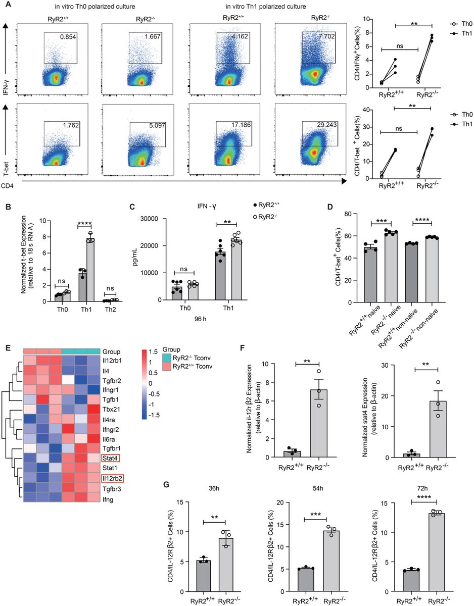 J_Immunol's tweet image. #ICYMI: Data suggest that ER membrane Ca2+ ion channel ryanodine receptor 2 (RyR2) may be regulated in T-cell activation for biased Th polarization, which may provide a target for fine-tuning T-cell differentiation in clinical settings. Read more: ow.ly/HLE250Wslks.