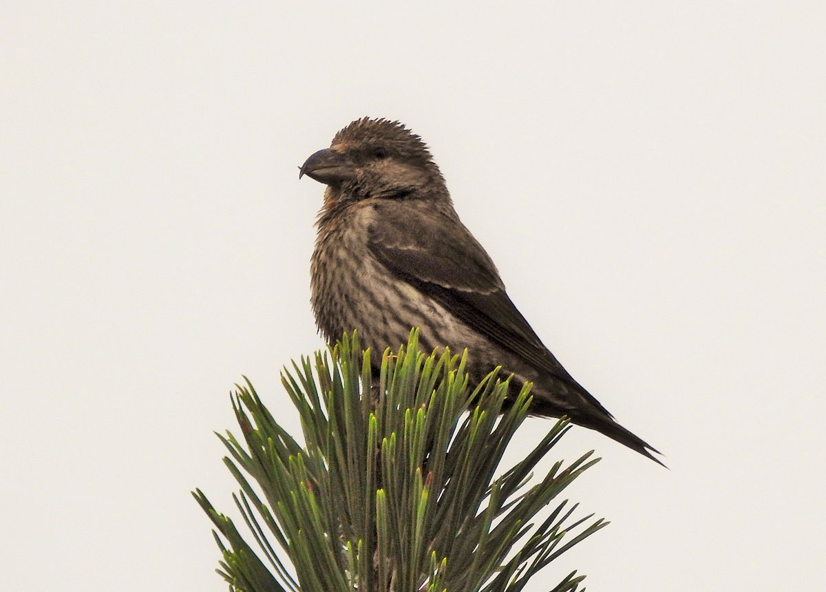 Evidently Common Crossbills are still on the move. This streaky juvenile dropped into the garden where I was working at Bruernish today, then sat up calling for a few minutes before bounding off high to the south. The first I've seen on Barra for several weeks.
