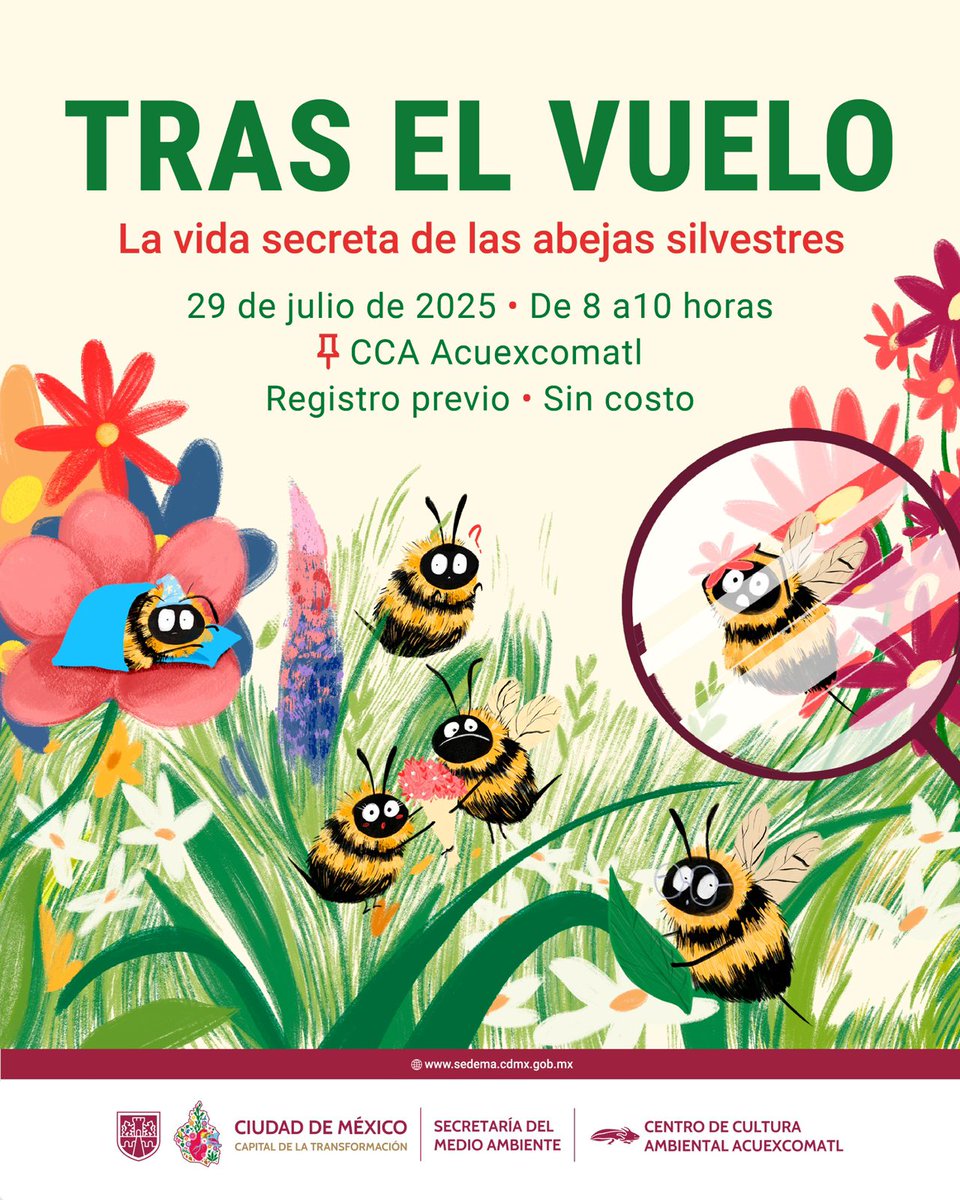 SEDEMA_CDMX's tweet image. 🐝 Las abejas silvestres son clave para la biodiversidad en la Ciudad de México. Ven a conocerlas de cerca en el recorrido “Tras el vuelo: La vida secreta de las abejas silvestres”.
Acompáñanos en esta actividad guiada donde podrás observar estos polinizadores esenciales con…