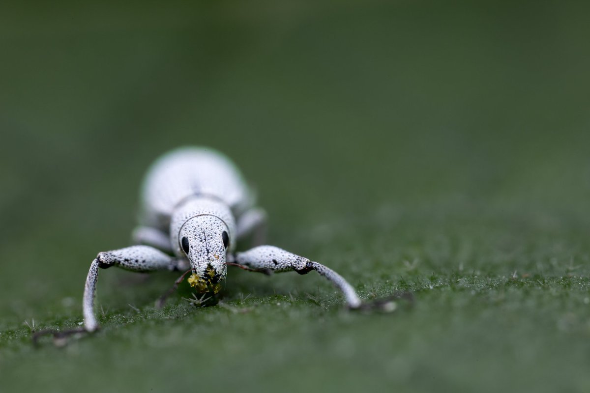 LionMacro's tweet photo. **Accesorios**
*Cámara: canon EOS RP
*Lente: @astrhori 25mm f2.8 2x-5x
*Flash Godox TT520iI
*Difusorx Guage Hoof Cover

#macro #astronomía25mm #EosRp #canonRp #natgeo #canonmx #nature #macro #photography #fotografia #insect https://t.co/3wtfyhNeP0