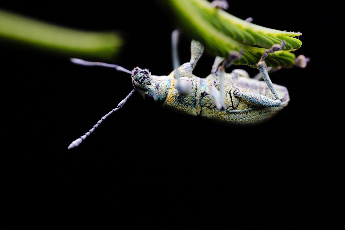 LionMacro's tweet photo. **Accesorios**
*Cámara: canon EOS RP
*Lente: @astrhori 25mm f2.8 2x-5x
*Flash Godox TT520iI
*Difusorx Guage Hoof Cover

#macro #astronomía25mm #EosRp #canonRp #natgeo #canonmx #nature #macro #photography #fotografia #insect https://t.co/3wtfyhNeP0