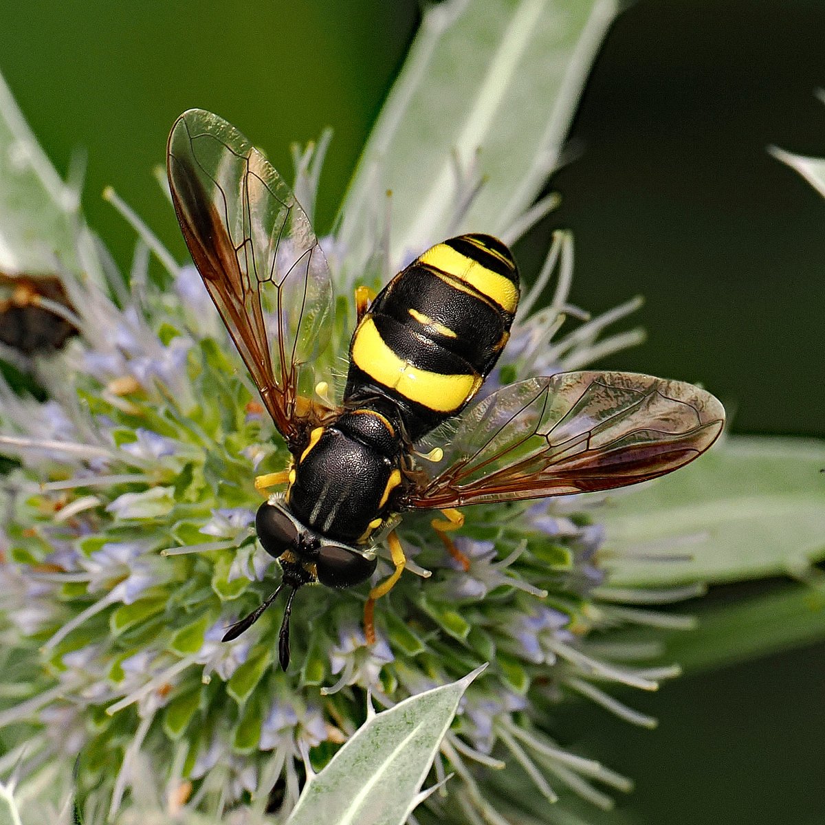 jwood_t's tweet image. Good to see the handsome wasp mimic Hoverfly Chrysotoxum bicinctum again in the garden (on Eryngium). Their larvae are believed to feed on root aphids in ant's nests.