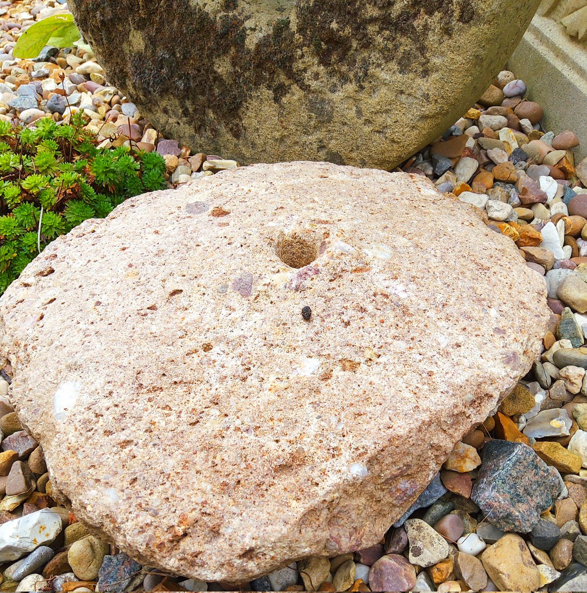 AdeysAlthorp's tweet image. 1st century roman keystone.
It was found in a field where a roman villa once stood.
Hand cut and beautifully preserved piece of historic stone.
I found a quern stone from the same period a couple of years earlier in the very same place.
Conservation@althorp.com #Spencerestates