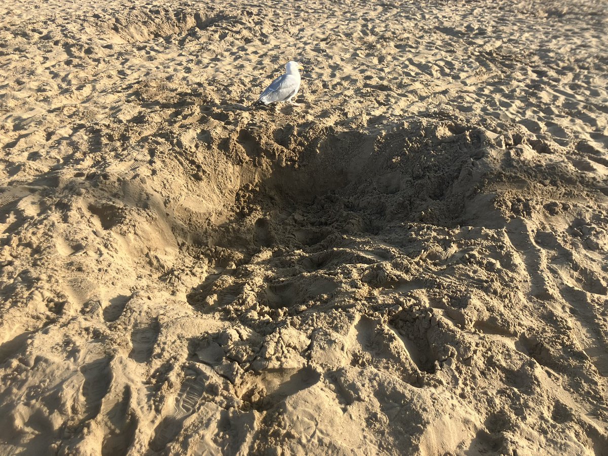 Tess_invests's tweet image. Essential after-work beach time. Seagull guarding someone’s excellent “let’s just dig a big hole” hole.