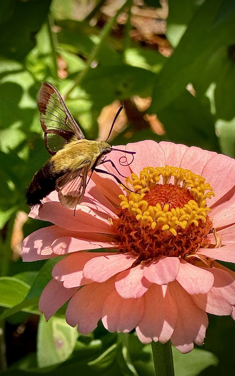 A07Toy's tweet photo. Hemaris 
Snowberry Clearwing
This moth is sometimes called “hummingbird moth”or “flying lobster”
Enjoy the afternoon friends. 🎶✨🍃🌸🍃🔅😎 https://t.co/xgHpWUHGU5