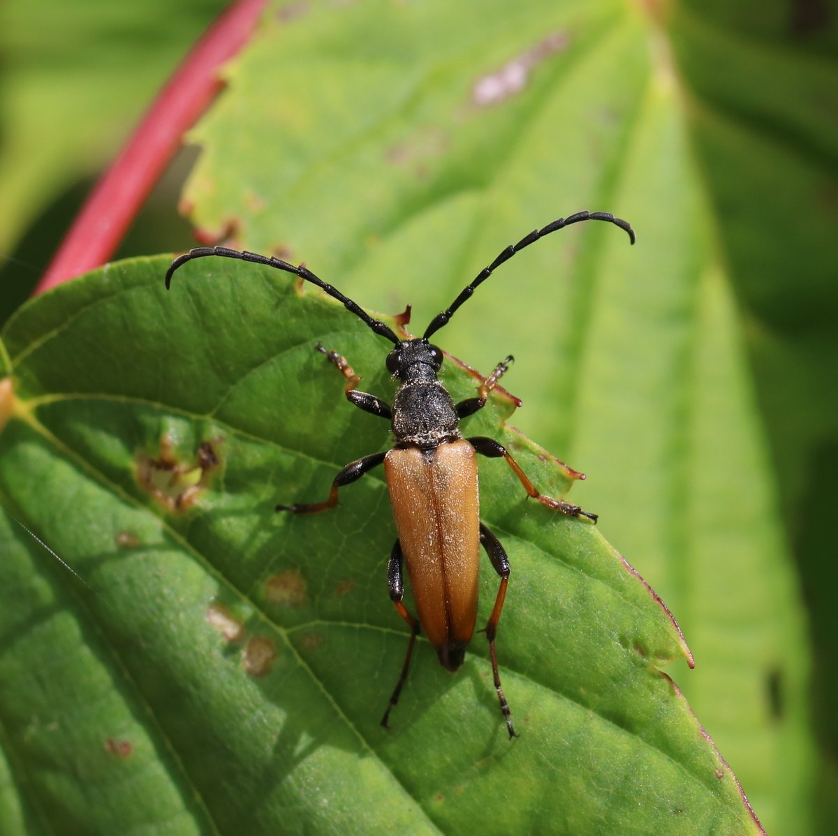 Karin_B_E's tweet image. Deze #GewoneSmalboktor wilde vanmiddag wel even poseren! Het is 1 vd 5 boktorsoorten die ik heb waargenomen op #onzeboerderij.

#insectenopdeboerderij #wiekijktdieziet