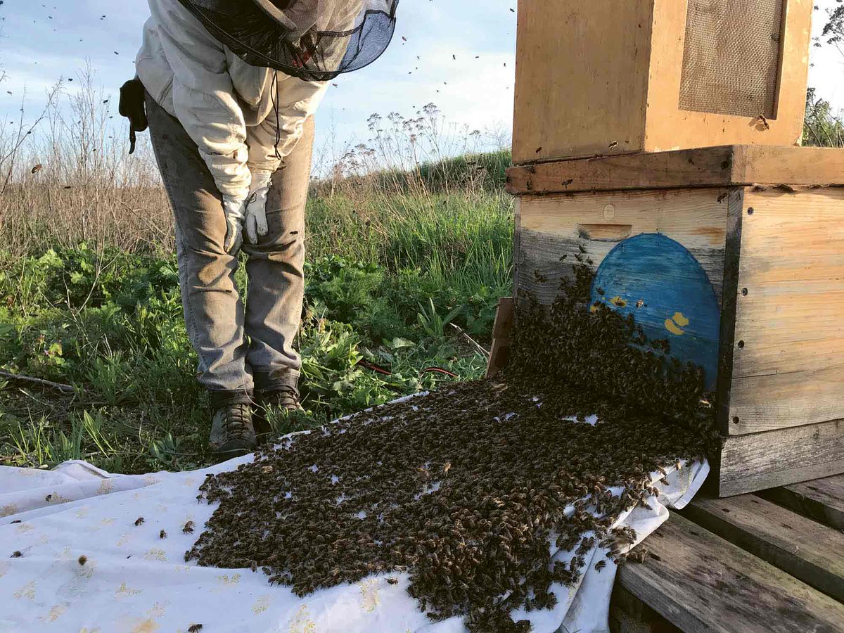 "I know other beekeepers who share my feelings for their colonies, but sometimes, they seem to lack a certain depth that Steiner was able to open up for me. For example, when he tells the workers at the Goetheanum that the bee colony is a 'head without a skull,' I can literally