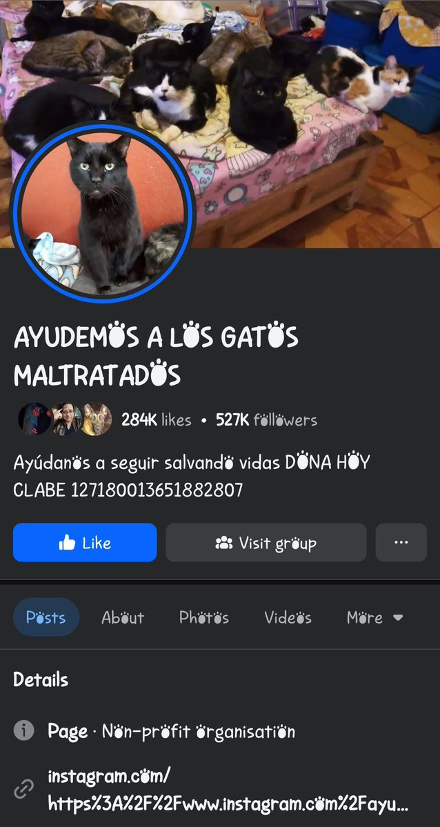 MeowWorkshop's tweet image. Durante mi insomnio me di cuenta de que está página sube fotos de otras personas y pide "donativos" como si ella tuviera a los gatos, por eso es importante conocer el albergue, por eso muchas "rescatistas" no me quieren. Vean el enlace y juzguen uds mismos facebook.com/share/p/174KzN…