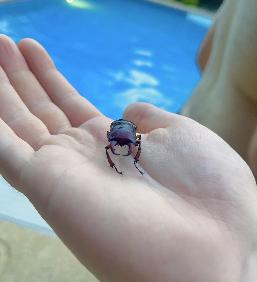 garfbot2000's tweet image. was at a party and found this fine gentleman in the pool filter