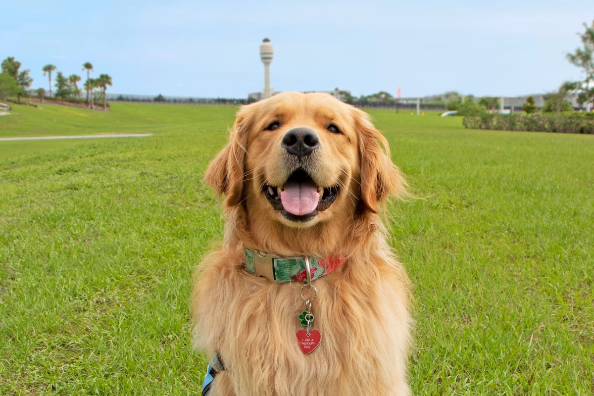 MCO's tweet image. One of our favorite furry friends is making a special visit to our airport today! If you're passing through, stop by the A/B Food Court area to meet our sweet boy, Victor. He'll be wagging his tail, spreading smiles, and giving out snuggles! #MCOPawPilots
⏰11am-1pm