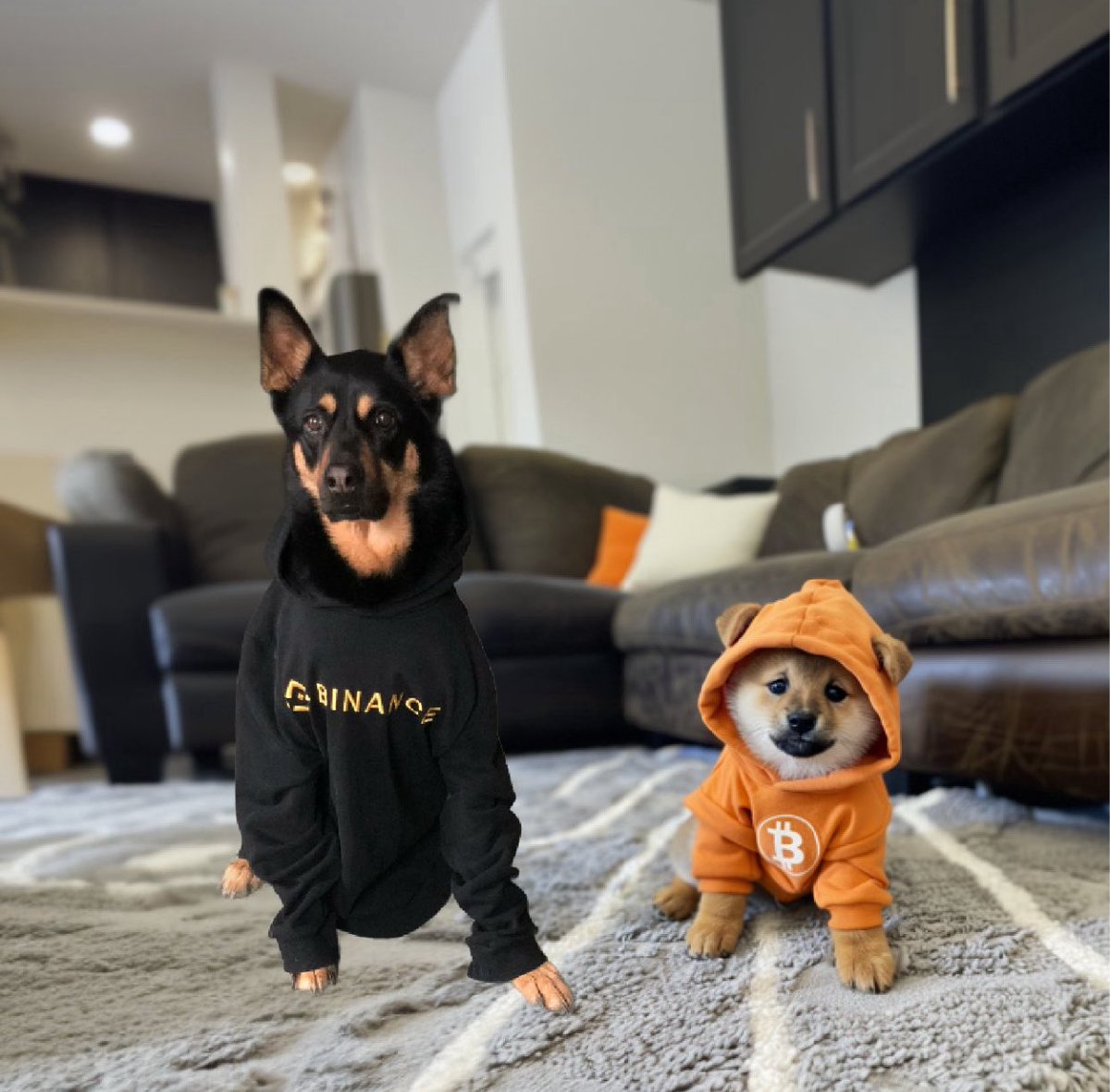 Runes_Capital's tweet image. The $DOG community is watching… is @binance ready to join the movement?
We can be besties 🐕💛🧡