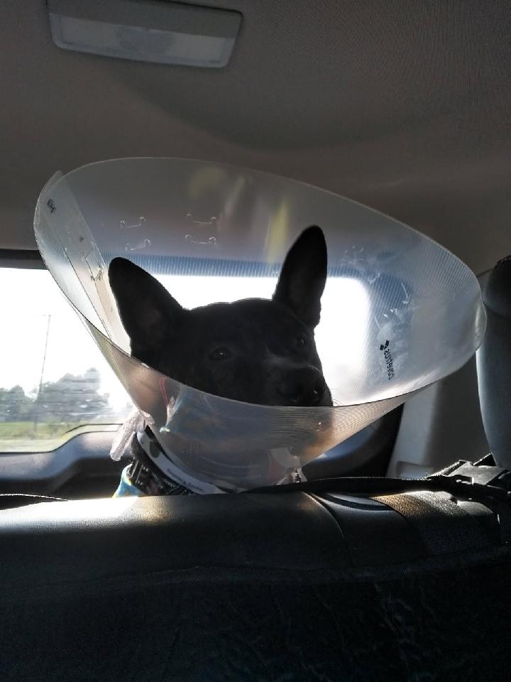 MHenry6120's tweet image. Hi pals! 🐾
I came home yesterday! I hate the Cone of Shame but Mama got me a 🍩 so I hope that works better. Im sticking to her like glue right now. Have trouble sleeping too but I'm doing better at it! 😴
Thanks for thinking of me- luv you, frenz! 🥰