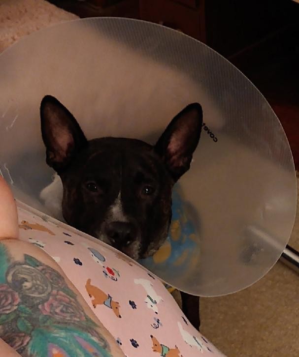 MHenry6120's tweet image. Hi pals! 🐾
I came home yesterday! I hate the Cone of Shame but Mama got me a 🍩 so I hope that works better. Im sticking to her like glue right now. Have trouble sleeping too but I'm doing better at it! 😴
Thanks for thinking of me- luv you, frenz! 🥰