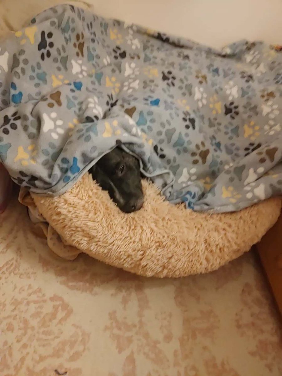 MHenry6120's tweet image. Hi pals! 🐾
I came home yesterday! I hate the Cone of Shame but Mama got me a 🍩 so I hope that works better. Im sticking to her like glue right now. Have trouble sleeping too but I'm doing better at it! 😴
Thanks for thinking of me- luv you, frenz! 🥰