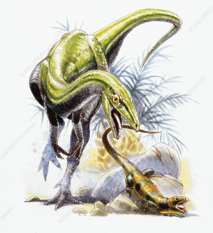 dinonostalgia's tweet image. Compsognathus, the elegant jaw, is a small theropod dinosaur from the Late Jurassic of Europe.
It lived 150 million years ago and could grow from 70 to 140 centimeters.