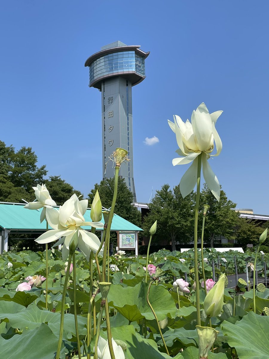 Dai_Mats's tweet photo. 今日（厳密には昨日）は、広島から共同研究の先生が、打ち合わせで大学に来てくれたので、まずは地元の観光地を案内。そう、今世間で話題になっている映画ですね。 https://t.co/ZnLKv6UaJI