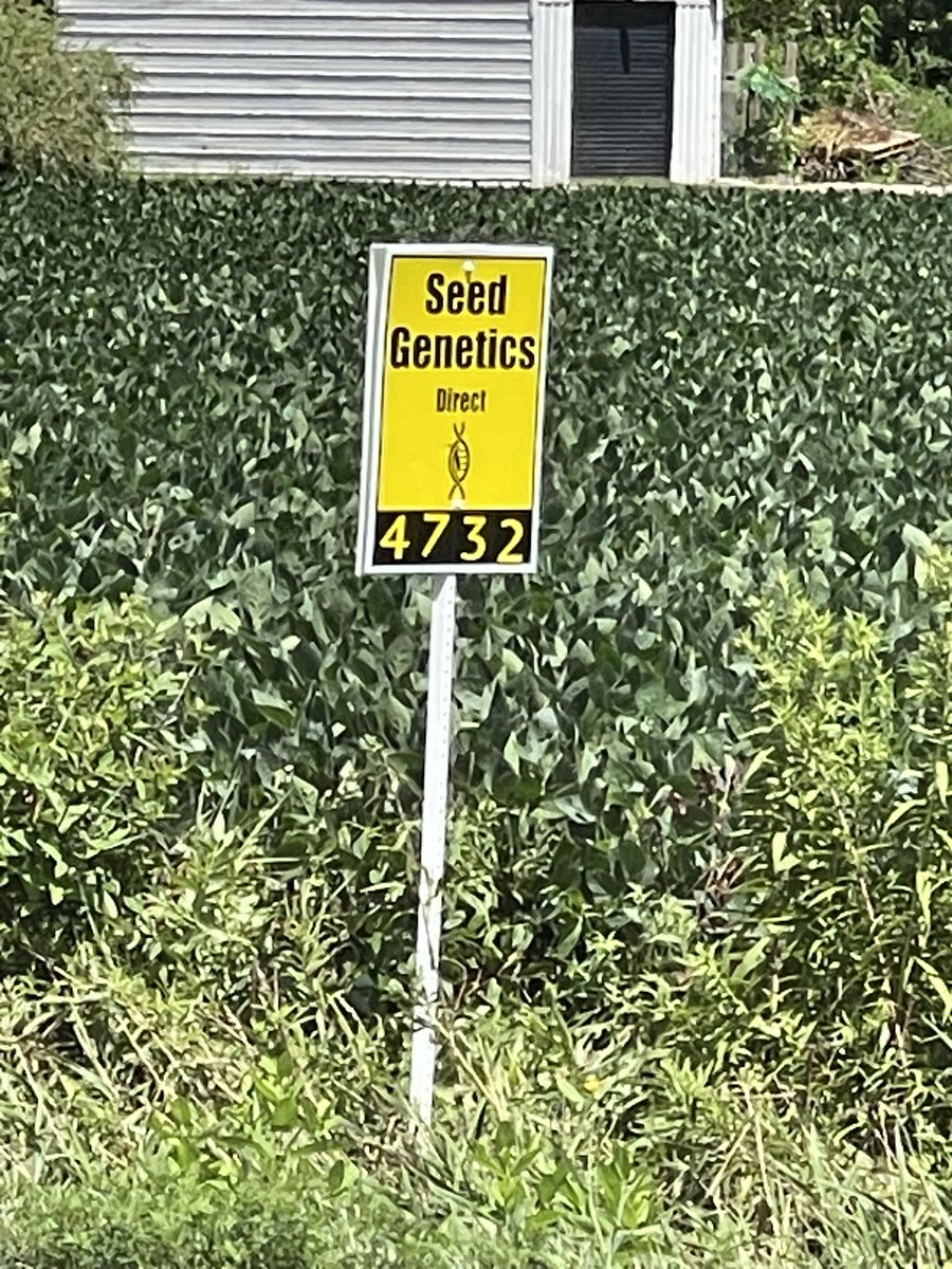 seedgenetics's tweet image. ET-4732 and Direct 2111-AA looking great in Medina county, Ohio!
