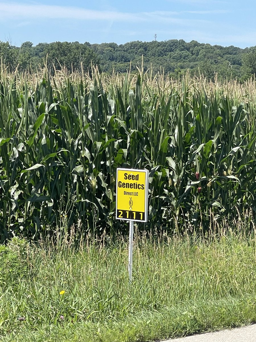 seedgenetics's tweet image. ET-4732 and Direct 2111-AA looking great in Medina county, Ohio!