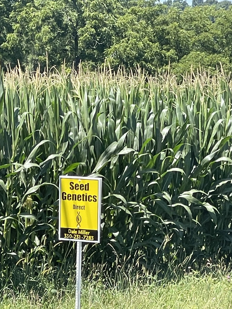 seedgenetics's tweet image. ET-4732 and Direct 2111-AA looking great in Medina county, Ohio!