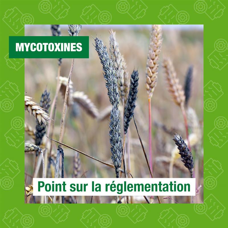 [ANTISÈCHE PHYTO – MYCOTOXINES]

Les mycotoxines sont des contaminants naturels produits par certains champignons microscopiques. Invisibles à l'œil nu, elles peuvent apparaître avant la récolte ou lors du stockage, en particulier en conditions chaudes et humides.

👀 Où les