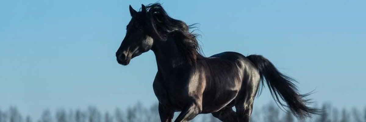 A_L_U1's tweet image. رمزية الحصان الأسود,
الحصان الأسود: رمز القوة والغموض.
في الأدب: يمثل الشخصية غير المتوقعة التي تفاجئ الجميع، أو القوة الكامنة التي لا يُستهان بها.
في السياسة والرياضة: يُستخدم لوصف المنافس الذي لا يُتوقع فوزه لكنه يحقق نتائج مذهلة.
في الأساطير: يرمز إلى الموت أو التغيير المفاجئ.