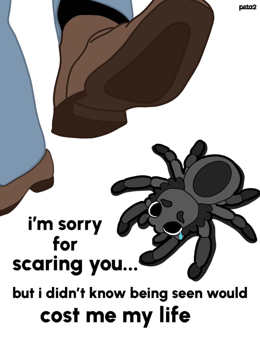 🔥 Spiders avoid humans and aren’t dangerous in most cases 🕷️

If you see one indoors, calmly relocate them instead of killing.

They’re not out to get you — they’re just trying to live. be kind to all kinds 🩷
Heartheirvoices.ca