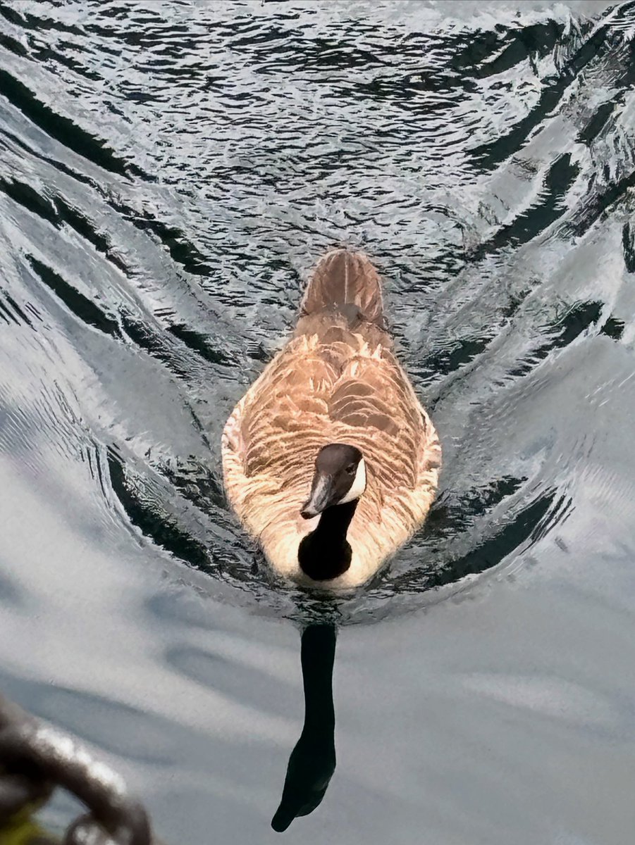 bluebox99's tweet image. Goose greetings

Photo taken by me.