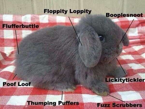 bunatomy