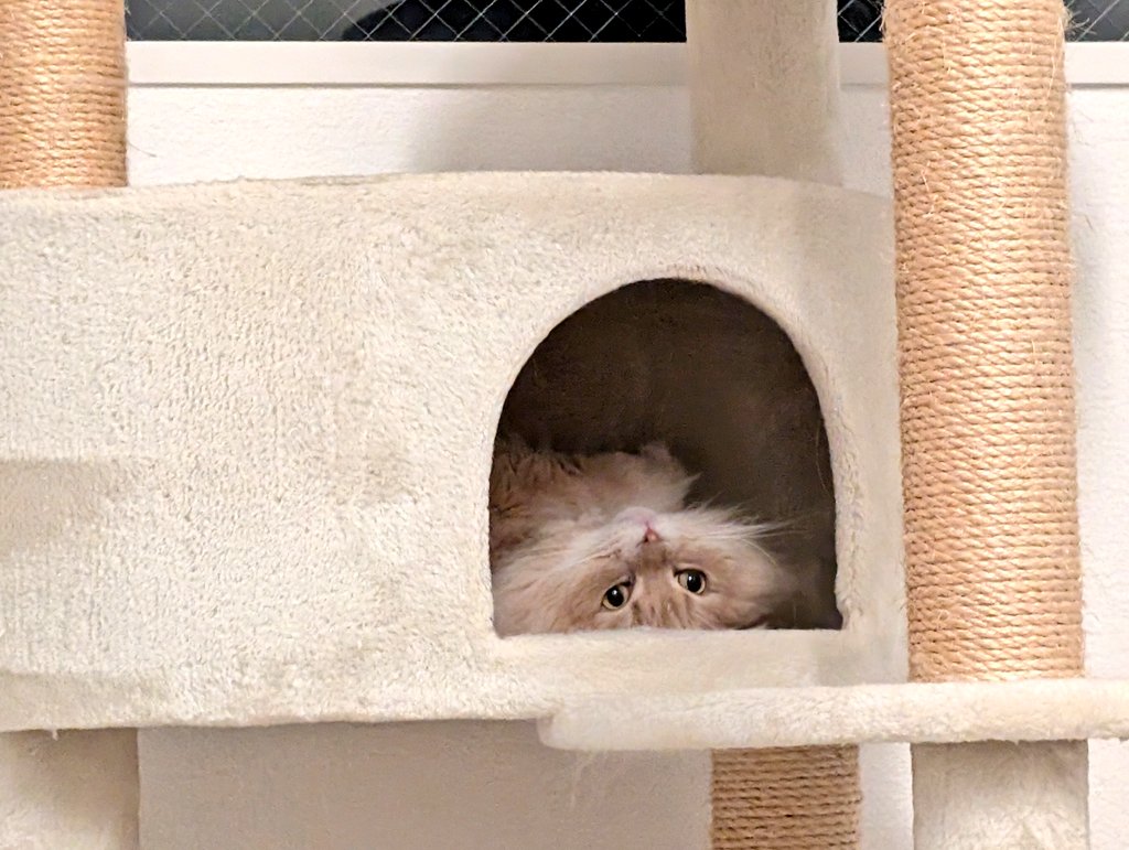 茶太郎（4歳）🐾サイベリアン (@siberian_chata) on Twitter photo 