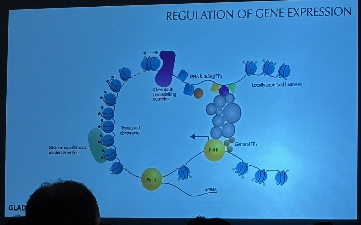SeanM_Wu's tweet image. Keynote speech @ #bcvs2025 by @benoitbruneau @UCSF discussing the regulation of gene expression during ❤️ development, now in 3D! With moderator Jennifer Davis & intro by @FarahSheikhLab @American_Heart @AHAScience @AHAMeetings @BCVSearlyCareer